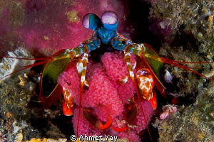 Mother Peacock Mantis Shrimp and her eggs...:)
Canon 40 ... by Ahmet Yay 